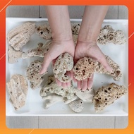 [1KG] Medium Coral Stone For Aquarium Filter Media  Batu Karang Medium Fish Tank Sea Coral Bone Medi