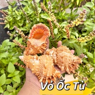 Prison Snail Shell size L - XL shell mouth 3~4cm, length 8 - 12cm used to decorate and replace shell