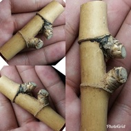 Bambu Petuk Pring Pethuk