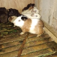 Marmut Cavy Guinea Pig American Lokal Dewasa