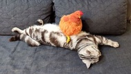 咕咕雞 / 公雞 / 敷過貓的雞 布偶抱枕