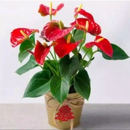 tanaman hias anturium | bunga anturium merah