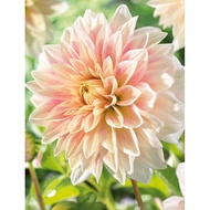 AUTHENTIC DINNERPLATE DAHLIA 1 BULB Ice Cube Dahlia