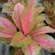 READY tanaman hias aglonema pink lady