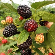 Potted Raspberry Seed Seed Seedlings Raspberry Thorn Tree Seedlings Blueberry Seedlings Red Tree Plu
