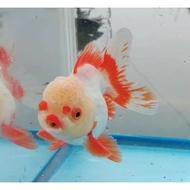 ikan mas koki oranda fancy / ikan hias fancy untuk aquarium