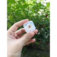 Brooch Stopper by NLM