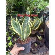 Dwarf snake pot, feng shui plant