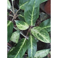 ☏☃Golden Sun Aglaonema Plants