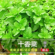 Ten Coriander Seeds Seeds Stone Potted Coriander Mint Edible Sichuan Fish Coriander Grass Four Seaso