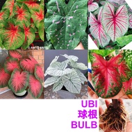 KELADI UBI SEBIJI (PART 2) CALADIUM WHOLE BULB USA THAILAND 彩叶芋球根 RARE HYBRID TUBER MURAH BAJET VIRAL THAI