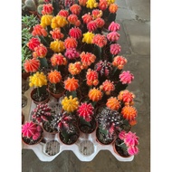 Cactus Grafted real live plant free organic fertiliser 0.5kg free organic soil 3kg