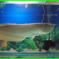 Ikan Arwana Silver Brazil size 15-17cm