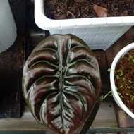 alocasia cuprea / alocasia tengkorak