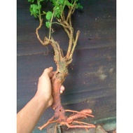Terlaris bahan bonsai murbei harga murah /bonsai murbei arbei /buah murbei terbaik