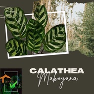 ◄Calathea Makoyana Thailand Live Plants