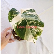 Monstera Albo Variegated ( Japan Form )