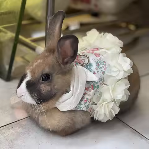Fashion Bunny Rabbit Clothes with Harness Walking Pet Harnesses and Leash Set for Little Animals Gui