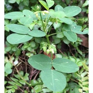 POKOK BELIMBING TANAH/ JANGGUT ADAM/JANGGUT BAUNG