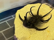 摩洛哥 早期清修 角盾三葉蟲化石