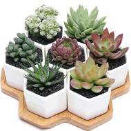 6 PCS Ceramic Flower Pot Hexagonal  with Bamboo Holder