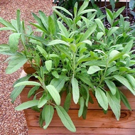 10 Sage seeds (fr SG) Herb seeds Plant seeds Garden seeds