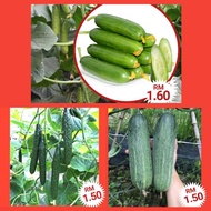 Pelbagai Biji Benih Timun / Various Cucumber seeds / 各种黄瓜种子