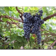 anak pokok anggur hitam hybrid