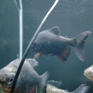 HIASAN AQUARIUM PACU HITAM BAWAL HITAM SEDANG COLOSSOMA MACROPOMUM