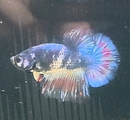 Plakat Fancy/Bi Color/Mustard Gas 花色/双色 将军 Betta Fish/Ikan Laga/打架鱼/斗鱼 (Male/Jantan/公鱼) Size M+ Bree