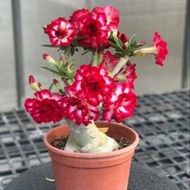 8 เมล็ด เมล็ดพันธุ์ ชวนชม สายพันธุ์ Vale สีแดง Desert Rose Adenium Seed กุหลาบทะเลทราย ราชินีบอนไซ มีคู่มือปลูก ปลูกประดับบ้าน เป็นมงคล