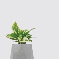 │ 水泥系列 │日本白金葛 - 防水清水模 水耕盆栽 自動喝水