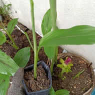 Anak Pokok Temu Ireng / Temu Hitam (Curcuma Aeruginosa)