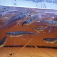 ch7 ikan arwana silver berajil / red ( untuk hari ini )