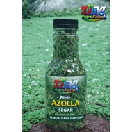 Azolla Kaymbang Organic Liquid Cultivation and Fertilizer Seeds – Fertile, Dense & High Quality