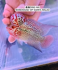 NEW 3.5~4inch VIP A Grade kamfa malao BIG BOOM HEAD FLOWER HORN NICE FISH COMING... 3吋多4吋进口精品版金花马骝大蘑