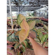 PROMO AGLONEMA !!! Aglaonema Pancawati / Sultan Brunei