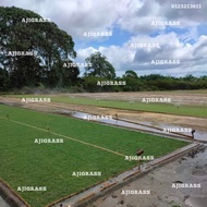 5 keping japanese grass (rumput hidup)