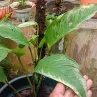 monstera duda bolong varigata