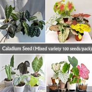Mixed Varieties 100 Seeds/bag Caladium Seeds From Thailand Flower Seeds for Planting Flowers Caladium Plants Alocasia Plant Alocasia Frydek Indoor Plants for Home Aquatic Plants Live Air Plant for Sale Gardening Flower Plant Vegetable Seed Bonsai Plant