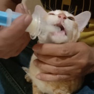 Dot Miracle dot anak Kucing Anjing hamster dot anakan hewan