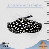 Ikan Hias Pari Black Diamond Air Tawar