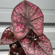 Happi Go 1 Pot Caladium Darth Maul