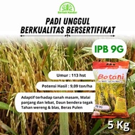 Benih Padi IPB 9G Padi Gogo IPB 9 G 5 KG Botani Seed Padi Tahan Tungro Padi Tahan Blast