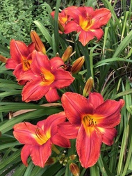 ต้นDay lily🌺🪴ดอกไม้จีนมีหลายสีให้เลือกปลูกประดับหรือทานดอกสดได้สีแดงนิยมปลูกประดับ🪴ส่งทั้งกระถาง🌺☘️จ