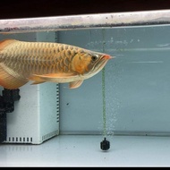 jual ikan arwana super red 10 cm - 45 cm