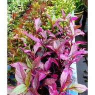 [Real Plant] Alternanthera Sessilis Red