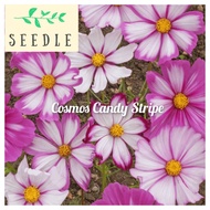 Cosmos Flower Seeds Candy Stripe Mix | Cosmos bipinnatus