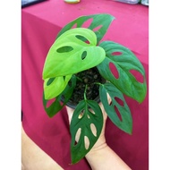 🔥🔥Hot Selling🔥🔥Monstera Obliqua/Pokok hidup Hiasan/仙洞龟背竹/Baja subur Monstera