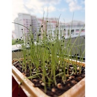 Garlic Chive Seeds - Grow As Chives Or Sprout For Healthy Heart